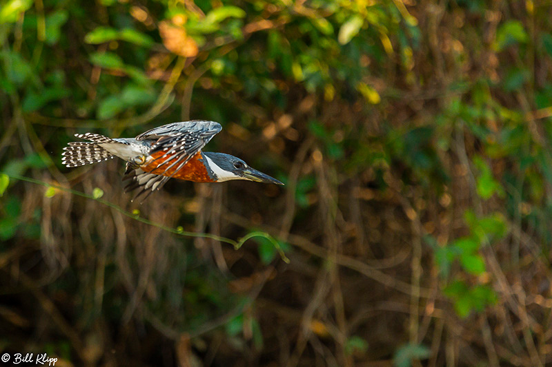 Ringed Kingfisher, Porto Jofre, Pantanal Brazil Photos by Bill Klipp