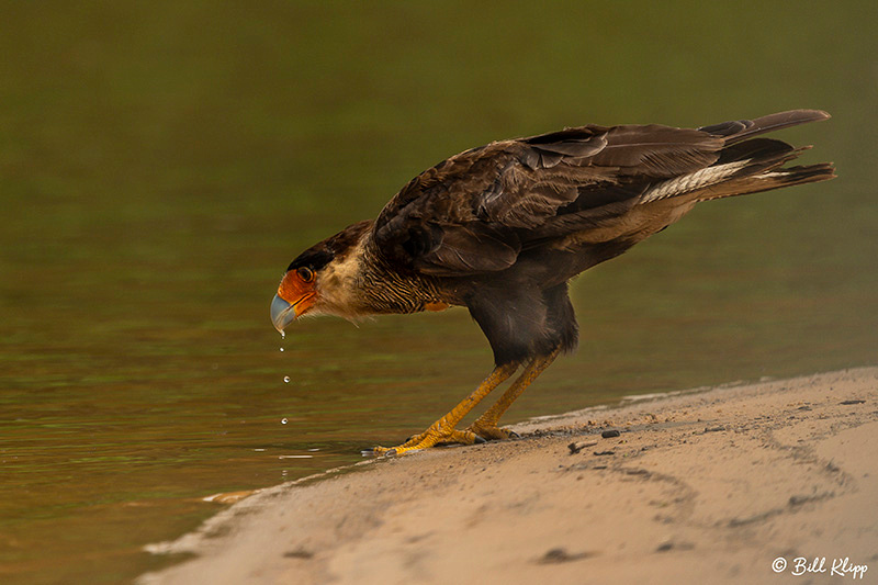 Southern Caracara, Porto Jofre, Pantanal Brazil Photos by Bill Klipp