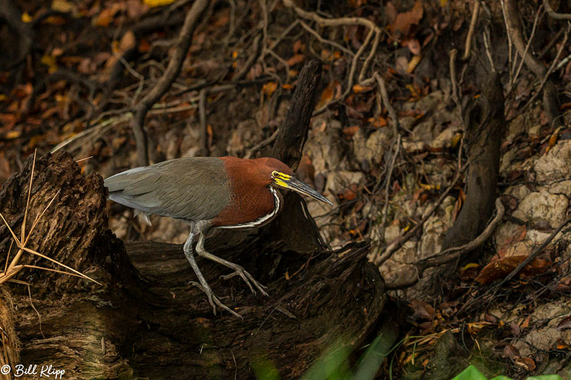 Tiger Heron, Porto Jofre, Pantanal Brazil Photos by Bill Klipp