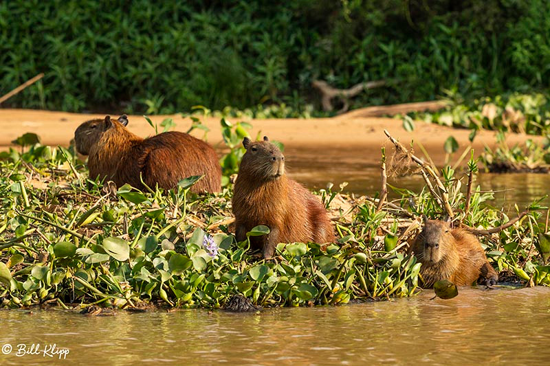 Porto Jofre, Pantanal Brazil Photos by Bill Klipp