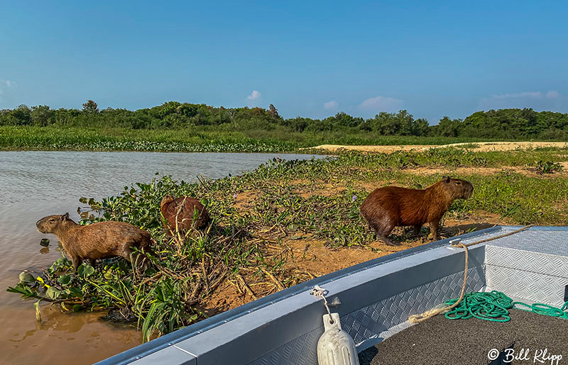 Capybara, Porto Jofre, Pantanal Brazil Photos by Bill Klipp