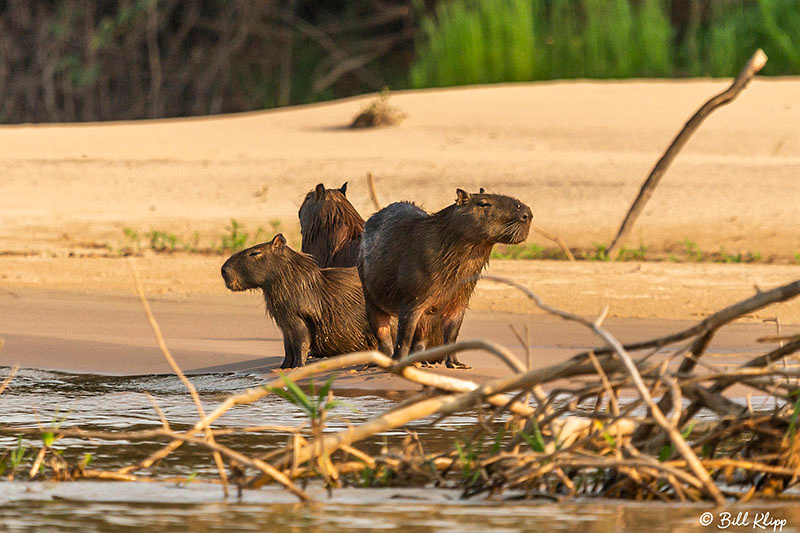 Capybara, Porto Jofre, Pantanal Brazil Photos by Bill Klipp