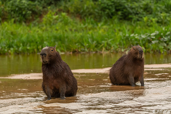 Capybara, Porto Jofre, Pantanal Brazil Photos by Bill Klipp