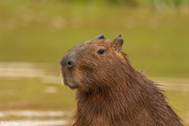 Capybara, Porto Jofre, Pantanal Brazil Photos by Bill Klipp