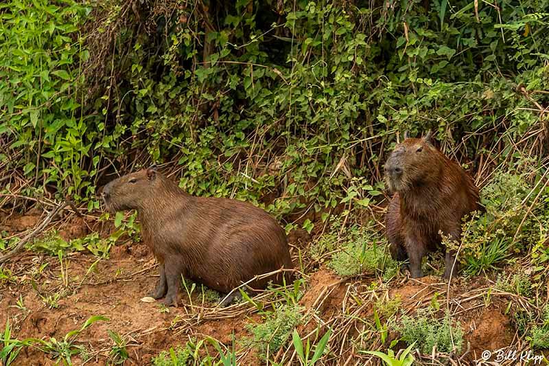 Capybara, Porto Jofre, Pantanal Brazil Photos by Bill Klipp