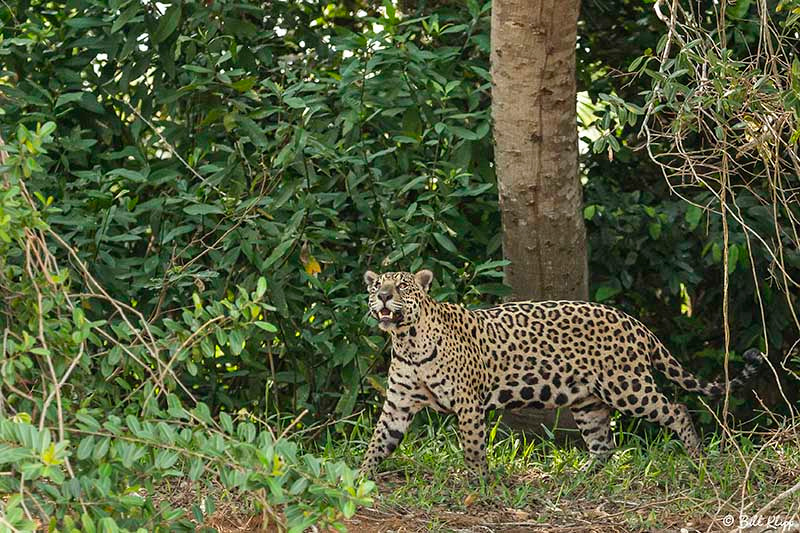 Jaguar, Porto Jofre, Pantanal Brazil Photos by Bill Klipp