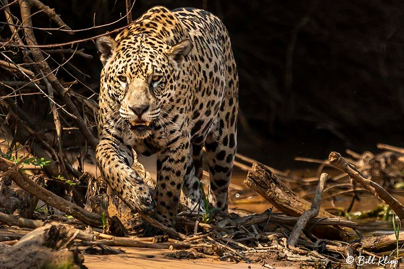 Jaguar, Porto Jofre, Pantanal Brazil Photos by Bill Klipp