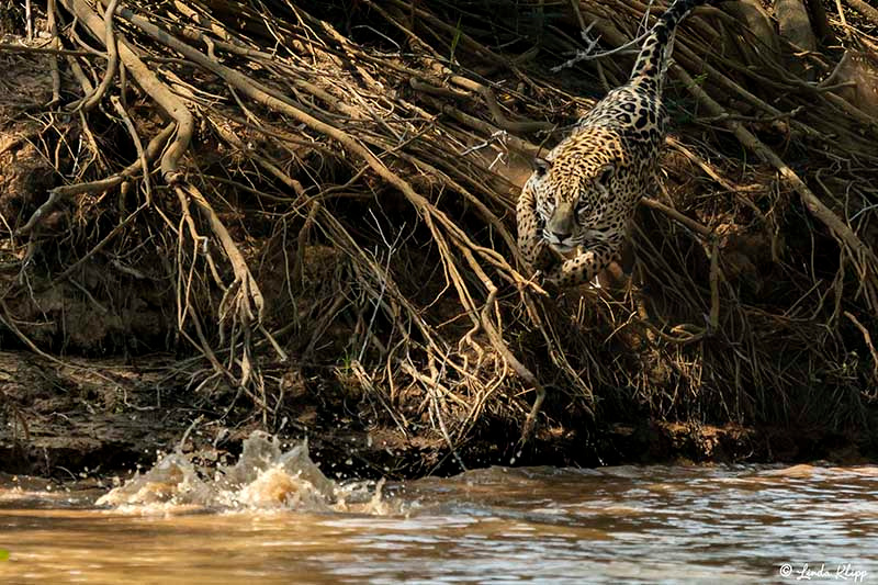 Pantanal photos by Linda Klipp,