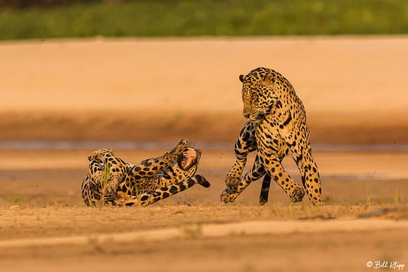 Jaguar, Porto Jofre, Pantanal Brazil Photos by Bill Klipp