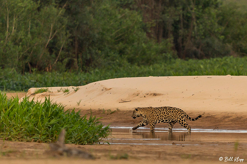 Jaguar, Porto Jofre, Pantanal Brazil Photos by Bill Klipp