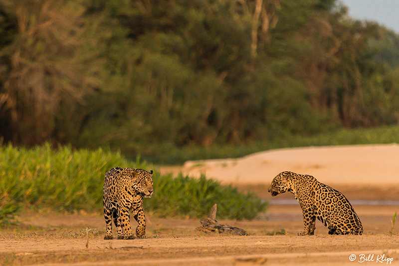 Jaguar, Porto Jofre, Pantanal Brazil Photos by Bill Klipp