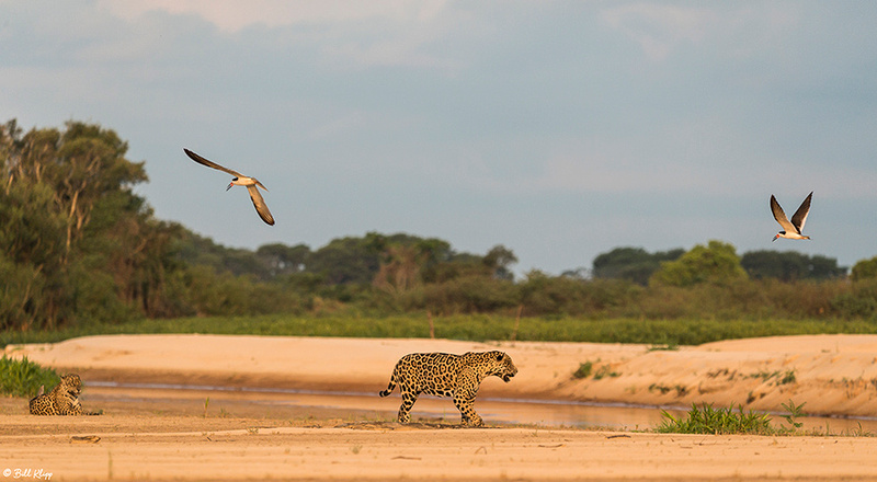 Jaguar, Porto Jofre, Pantanal Brazil Photos by Bill Klipp