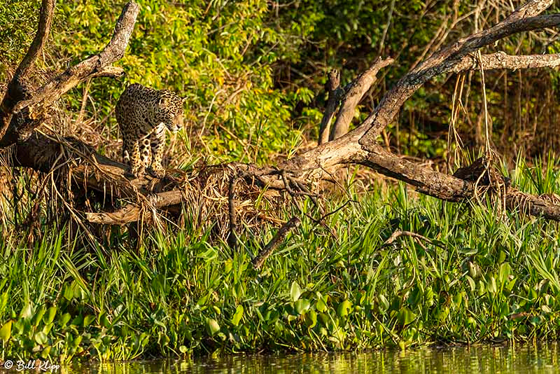 Jaguar, Porto Jofre, Pantanal Brazil Photos by Bill Klipp