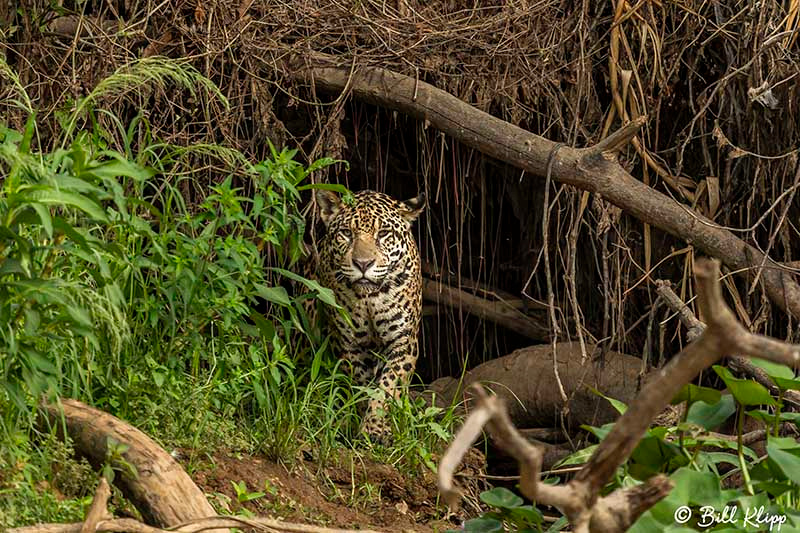 Jaguar, Porto Jofre, Pantanal Brazil Photos by Bill Klipp