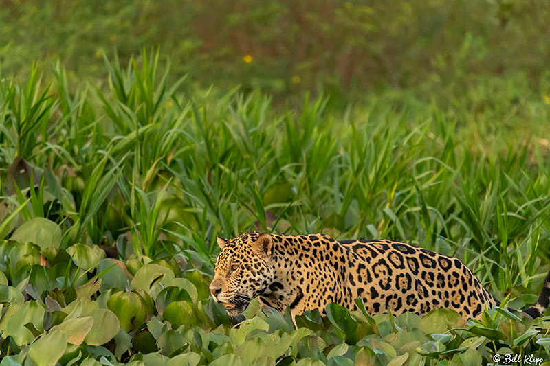 Jaguar, Porto Jofre, Pantanal Brazil Photos by Bill Klipp