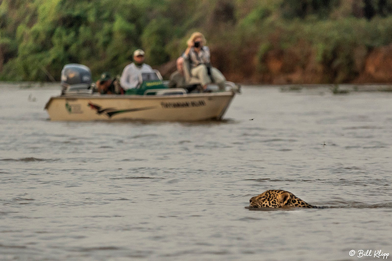 Jaguar, Porto Jofre, Pantanal Brazil Photos by Bill Klipp