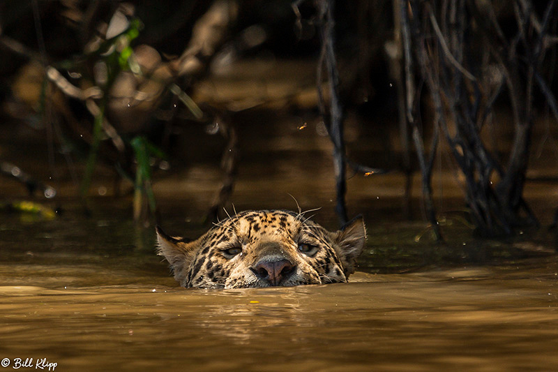 Jaguar, Porto Jofre, Pantanal Brazil Photos by Bill Klipp