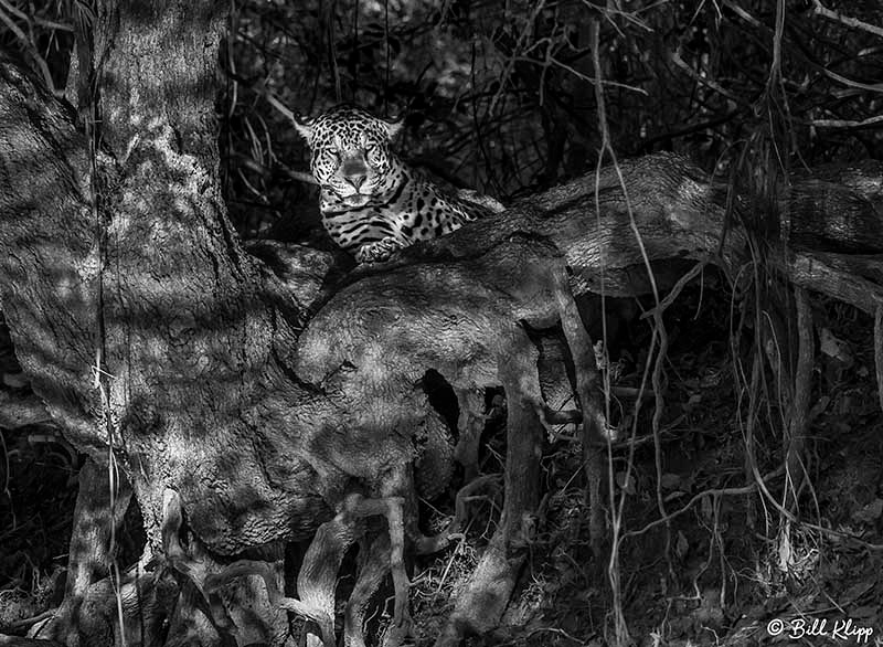 Jaguar, Porto Jofre, Pantanal Brazil Photos by Bill Klipp