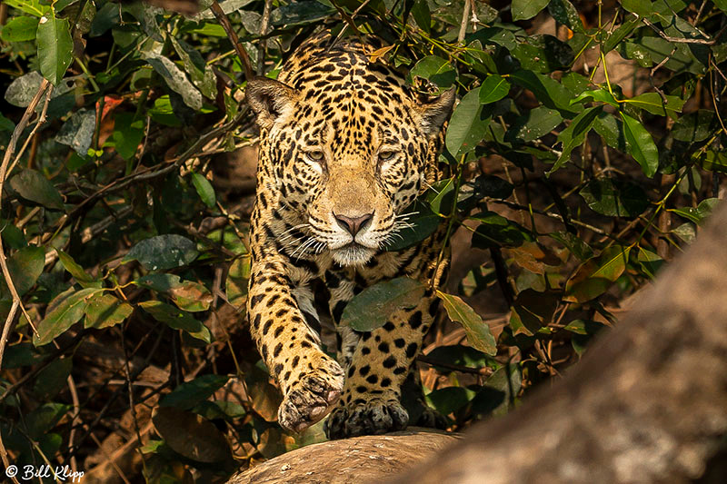 Jaguar, Porto Jofre, Pantanal Brazil Photos by Bill Klipp