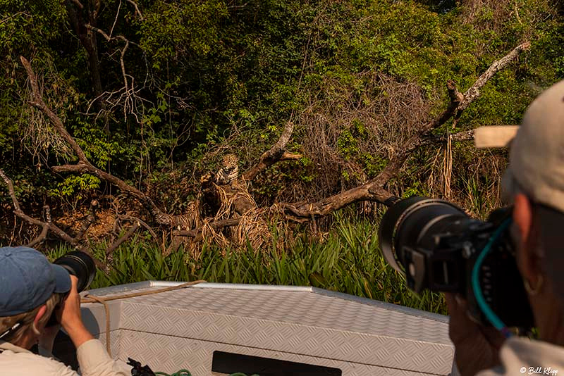 Jaguar, Porto Jofre, Pantanal Brazil Photos by Bill Klipp