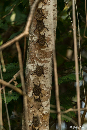 Proboscis Bats or Long Nosed Bats, Porto Jofre, Pantanal Brazil Photos by Bill Klipp
