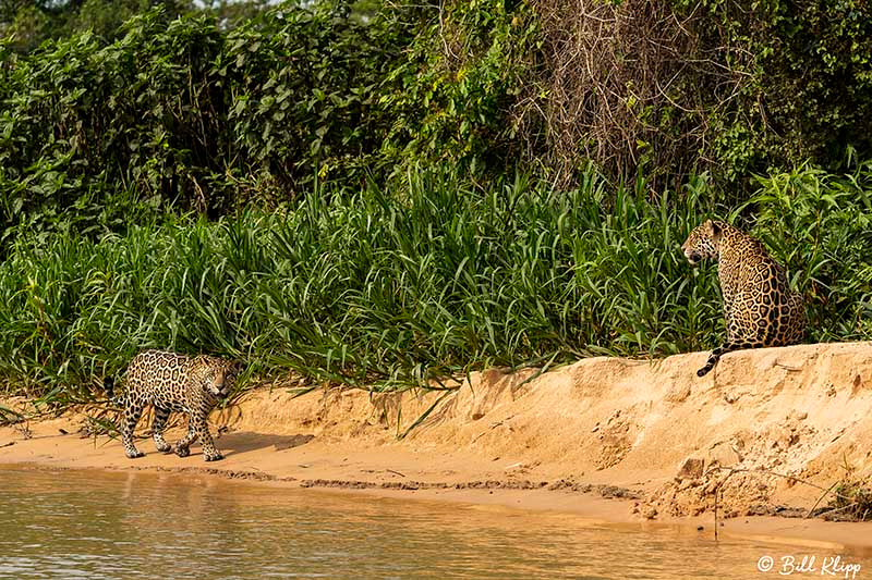 Jaguar, Porto Jofre, Pantanal Brazil Photos by Bill Klipp