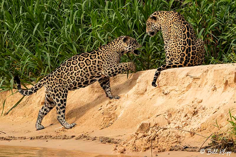 Jaguar, Porto Jofre, Pantanal Brazil Photos by Bill Klipp