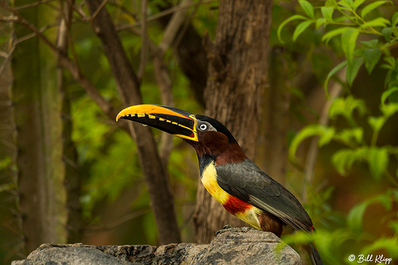 Aracari, Araras Lodge, Pantanal Brazil Photos by Bill Klipp