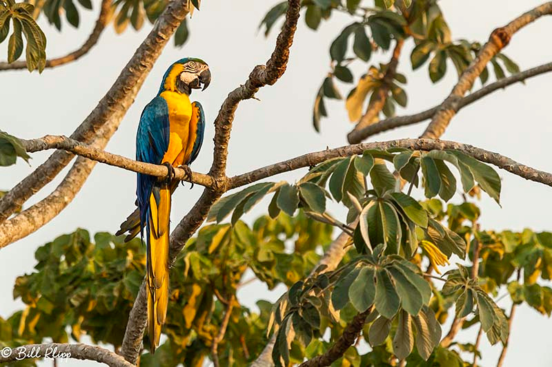 Blue & Yellow Macaw, Araras Lodge, Pantanal Brazil Photos by Bill Klipp