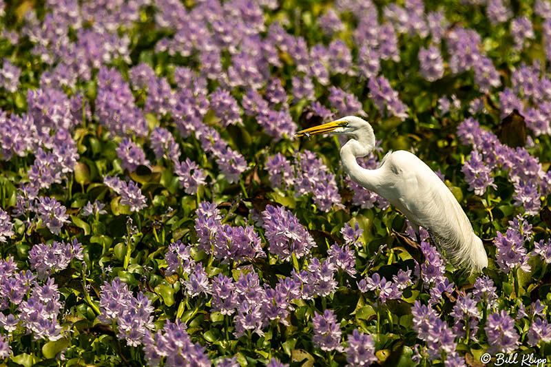 Great Egret in Hyacinth pond, Araras Lodge, Pantanal Brazil Photos by Bill Klipp