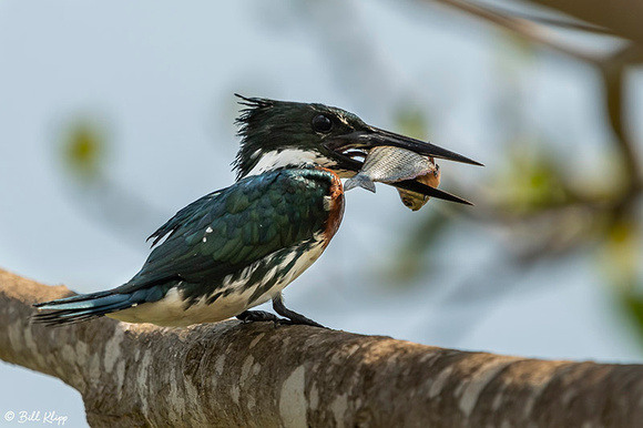 Green Kingfisher,, Araras Lodge, Pantanal Brazil Photos by Bill Klipp