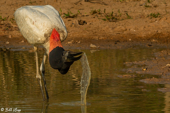 Jabiru Stork, Araras Lodge, Pantanal Brazil Photos by Bill Klipp