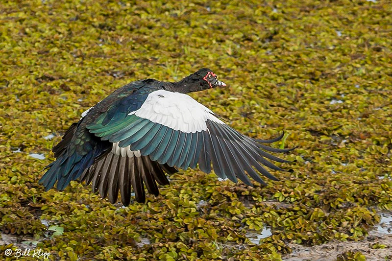 Muscovy Duck, Araras Lodge, Pantanal Brazil Photos by Bill Klipp