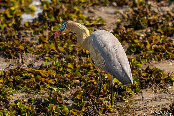 Whistling Heron, Araras Lodge, Pantanal Brazil Photos by Bill Klipp