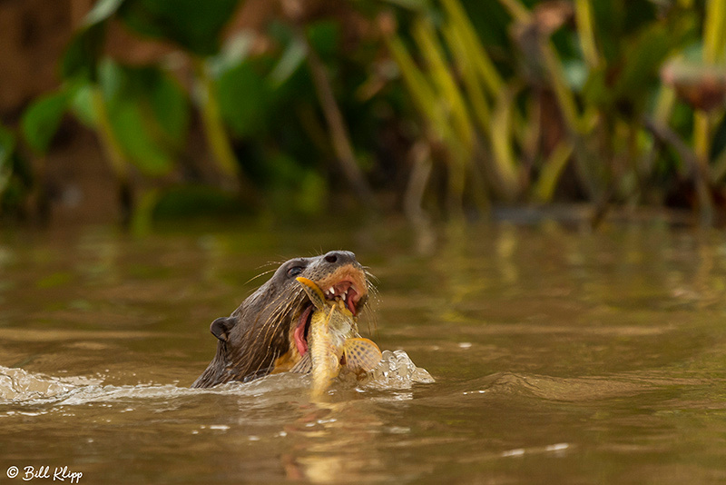 Giant Otters, Porto Jofre, Pantanal Brazil Photos by Bill Klipp