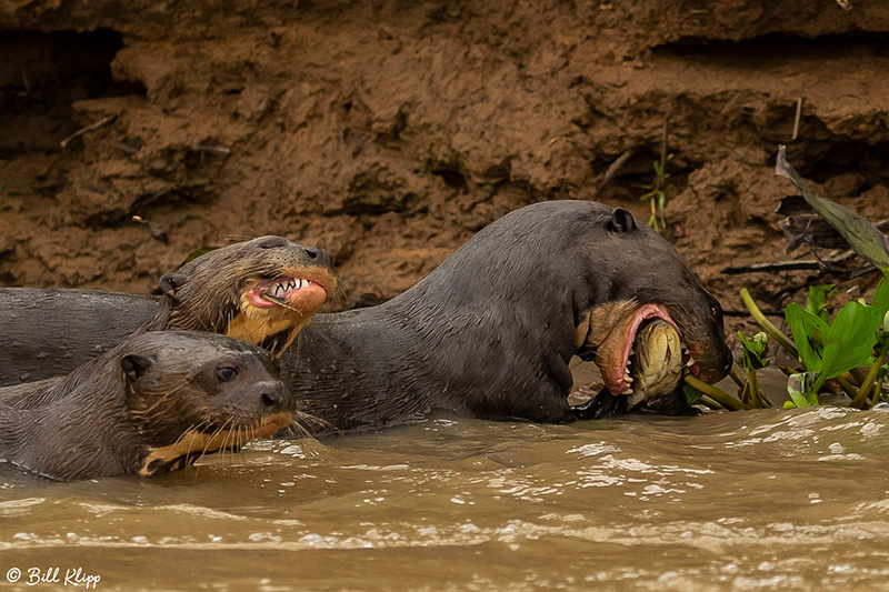 Giant Otters, Porto Jofre, Pantanal Brazil Photos by Bill Klipp