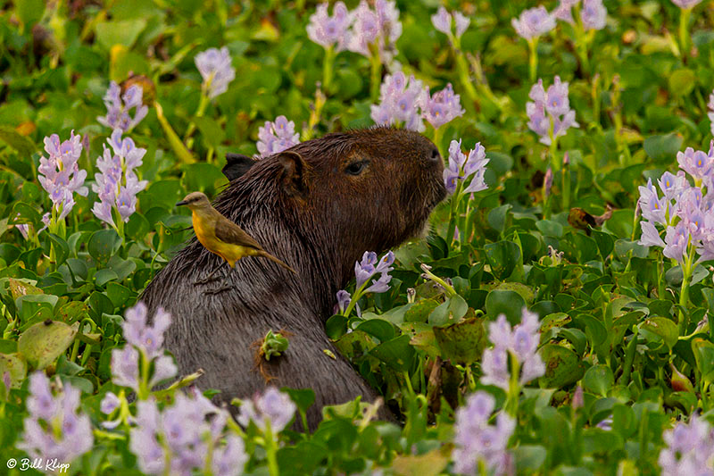 Capybara eating Hyacinth Flowers, Araras Lodge, Pantanal Brazil Photos by Bill Klipp