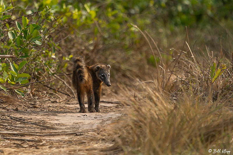 Araras Lodge, Pantanal Brazil Photos by Bill Klipp