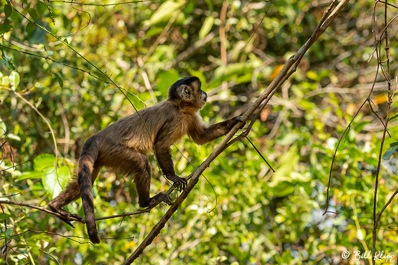 Hooded Capuchin Monkey, Araras Lodge, Pantanal Brazil Photos by Bill Klipp