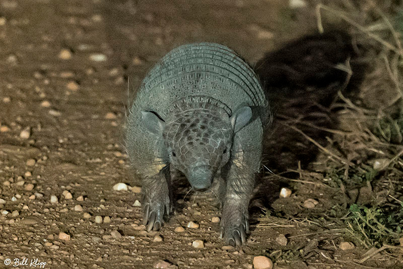 Yellow Armadillo, Araras Lodge, Pantanal Brazil Photos by Bill Klipp