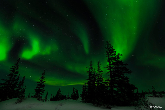 Aurora Borealis, Northern Lights, Aurora Pod, Churchill, Canada Photos by Bill Klipp