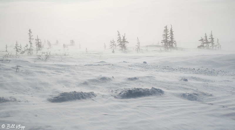 Churchill Canada Photos by Bill Klipp