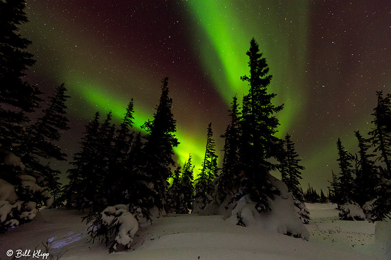 Aurora Borealis, Northern Lights, Churchill, Canada Photos by Bill Klipp