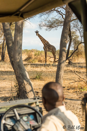 Tarangire National Park, Tanzania Africa photos by Bill Klipp