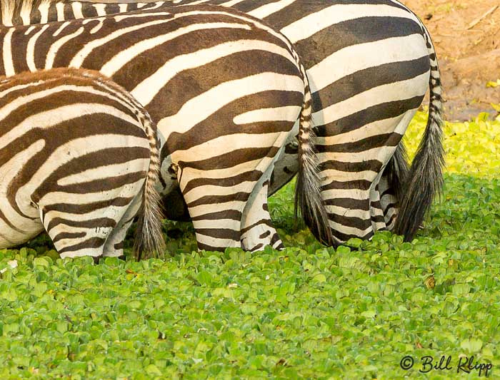 Tarangire National Park, Tanzania Africa photos by Bill Klipp