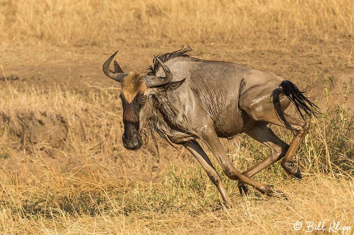 Serengeti National Park, Serian North Alex Walker Camp