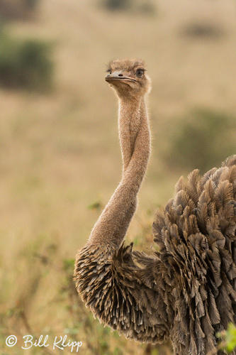 Tarangire National Park, Tanzania Africa photos by Bill Klipp