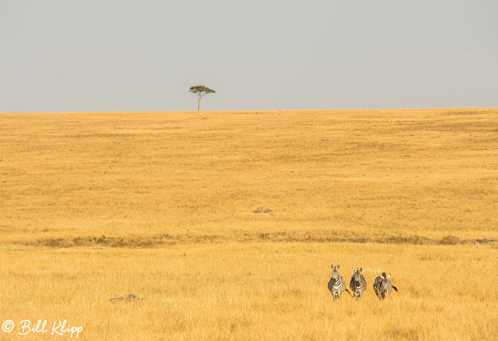 Serengeti National Park, Serian North Alex Walker Camp