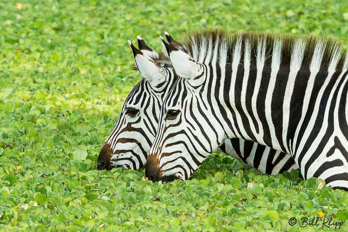 Tarangire National Park, Tanzania Africa photos by Bill Klipp