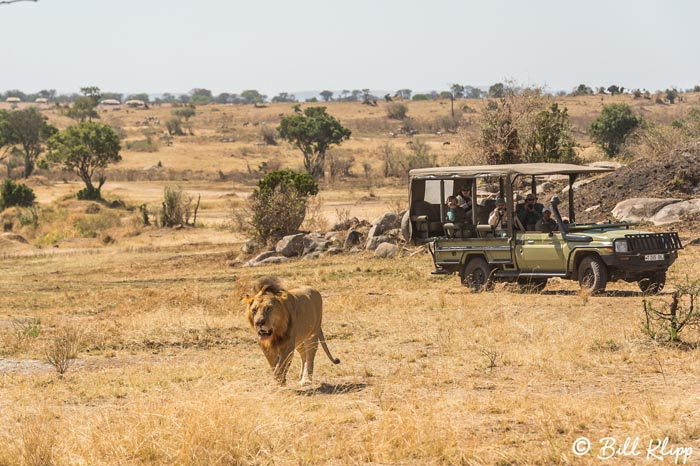 Serengeti National Park, Serian North Alex Walker Camp